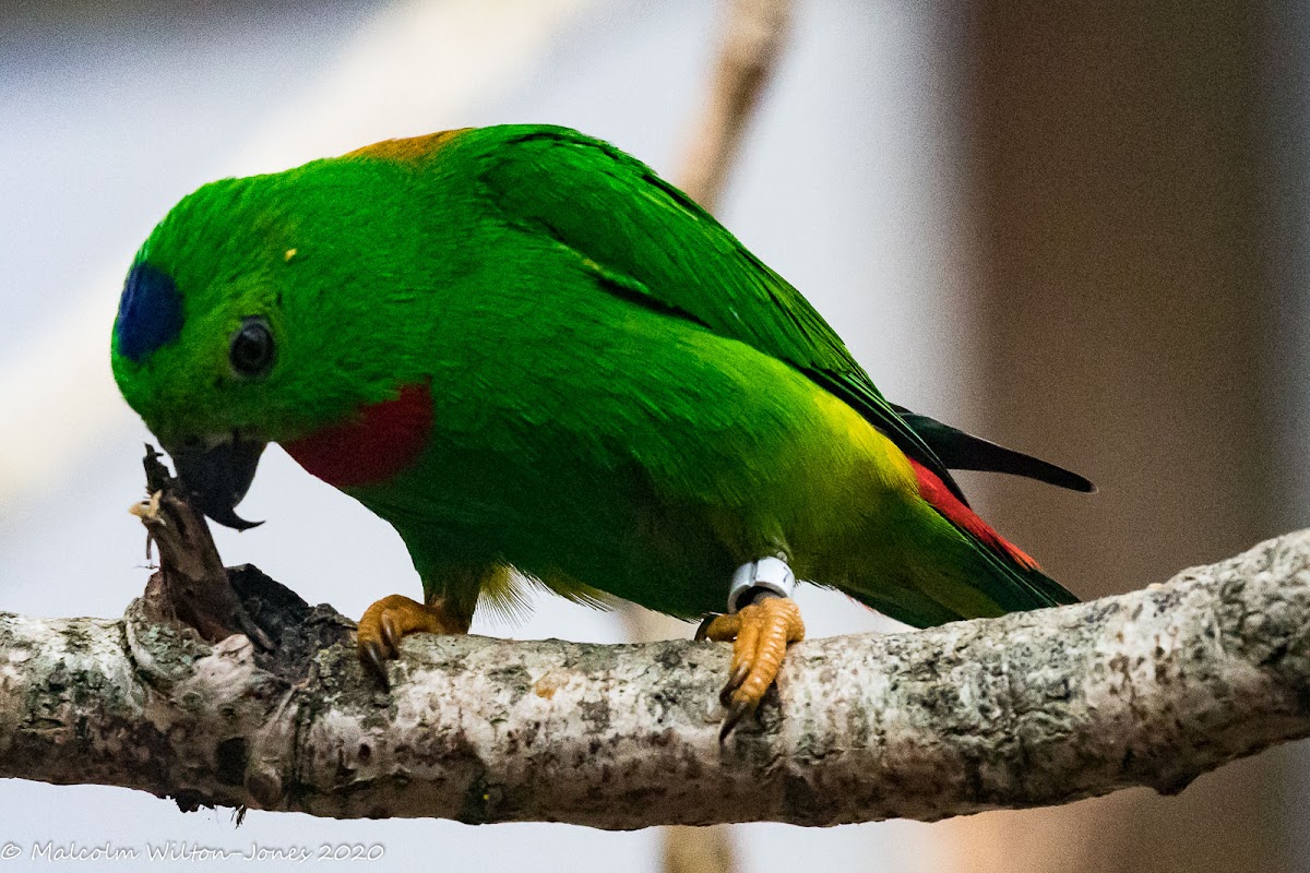 Blue-crowned Hanging Parrot