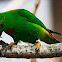 Blue-crowned Hanging Parrot