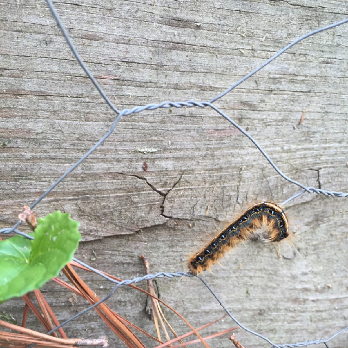 Eastern Tent Caterpillar Moth