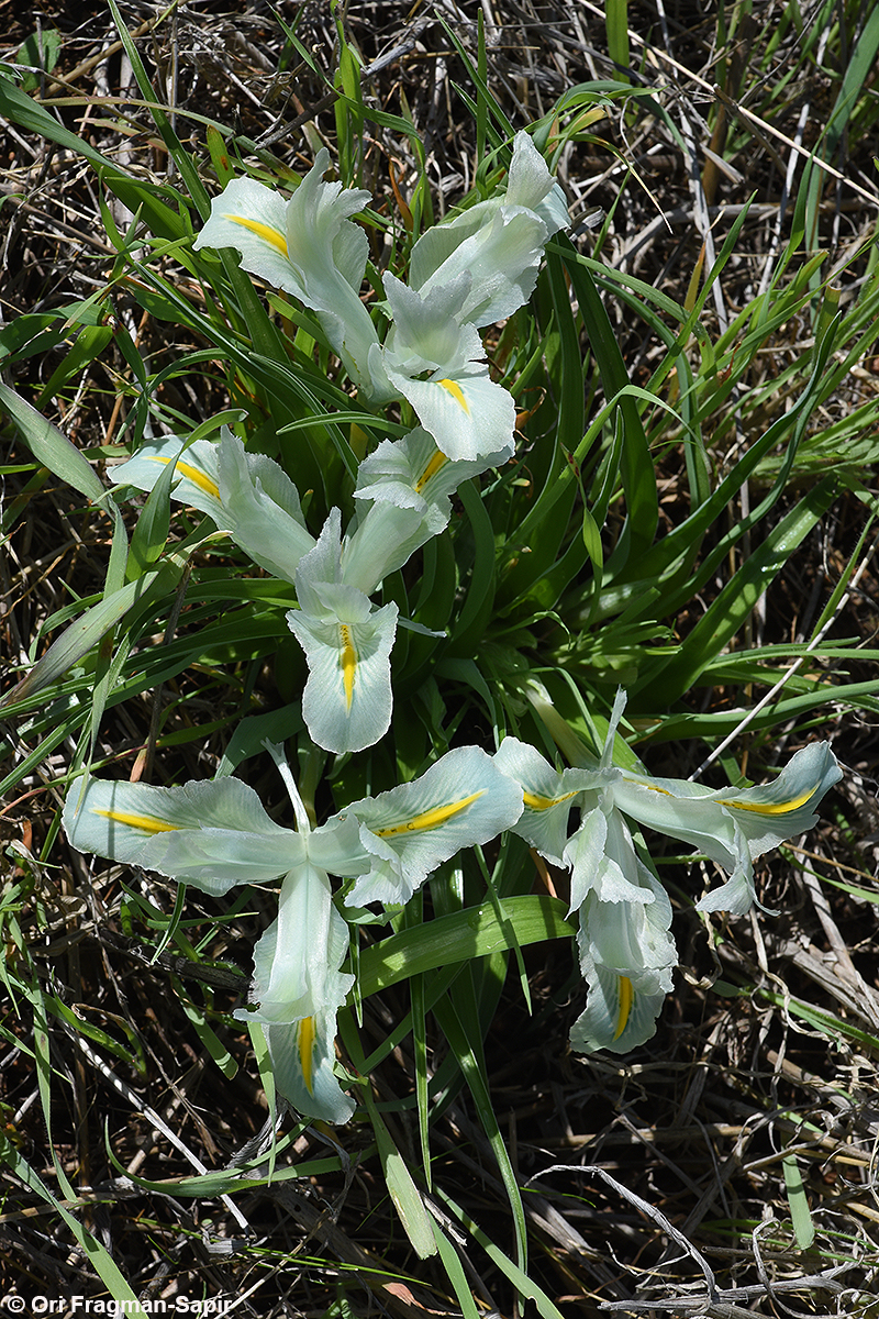 Palestine/Israel iris