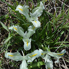 Palestine/Israel iris