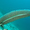 Sea Pen