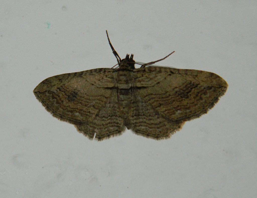 The Fern moth