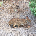 Eastern Cottontail