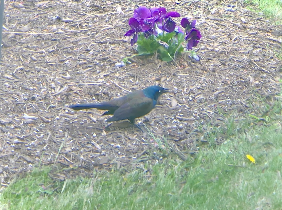 Common Grackle