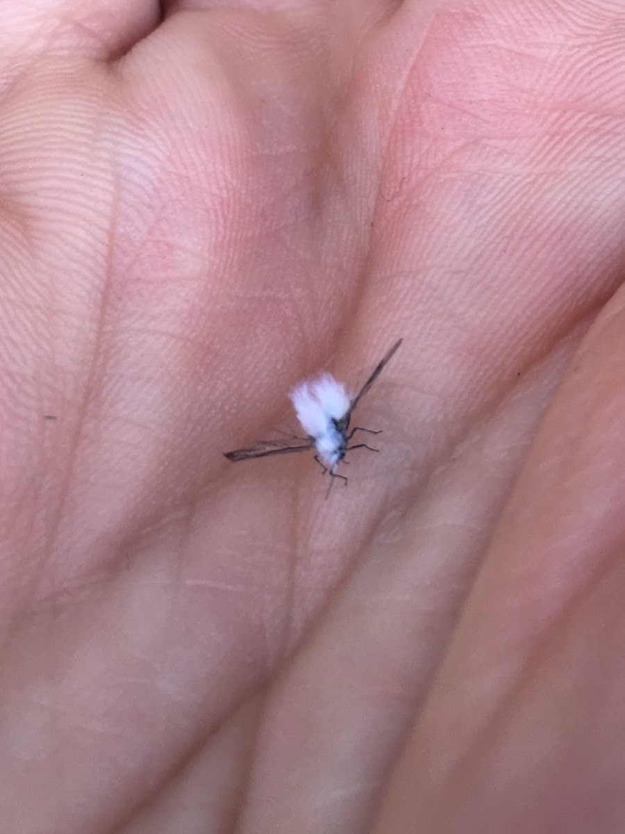 Woolly Aphid