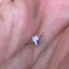 Woolly Aphid