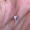 Woolly Aphid