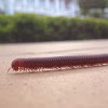 Millipede