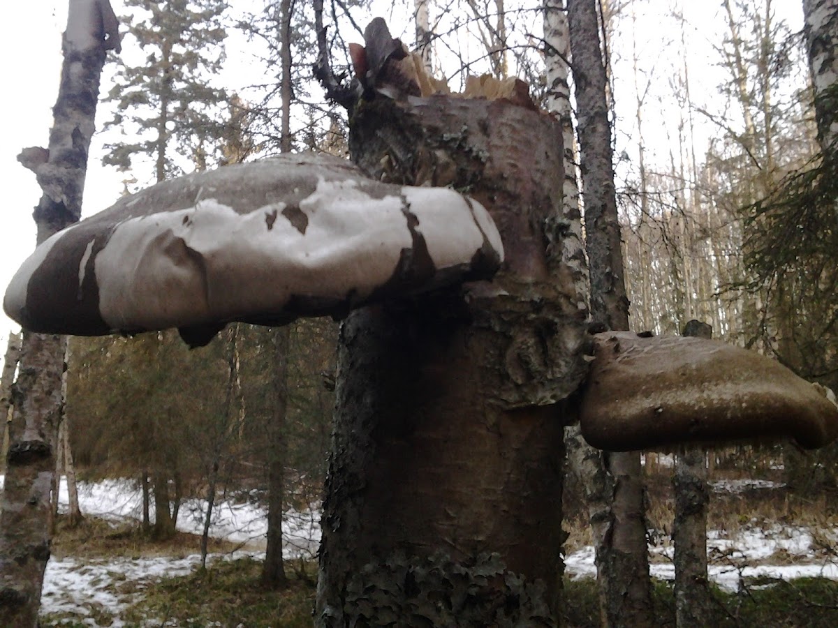 Birch Polypore