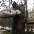 Birch Polypore