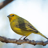 Saffron finch