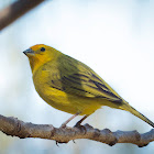 Saffron finch