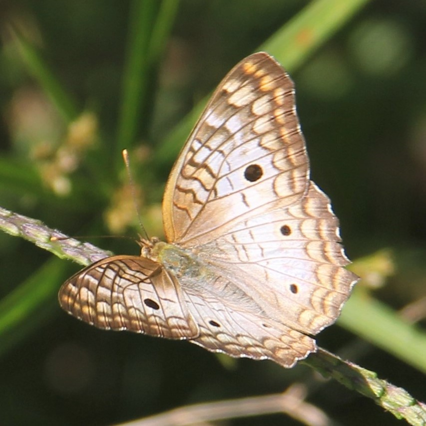 White Peacock