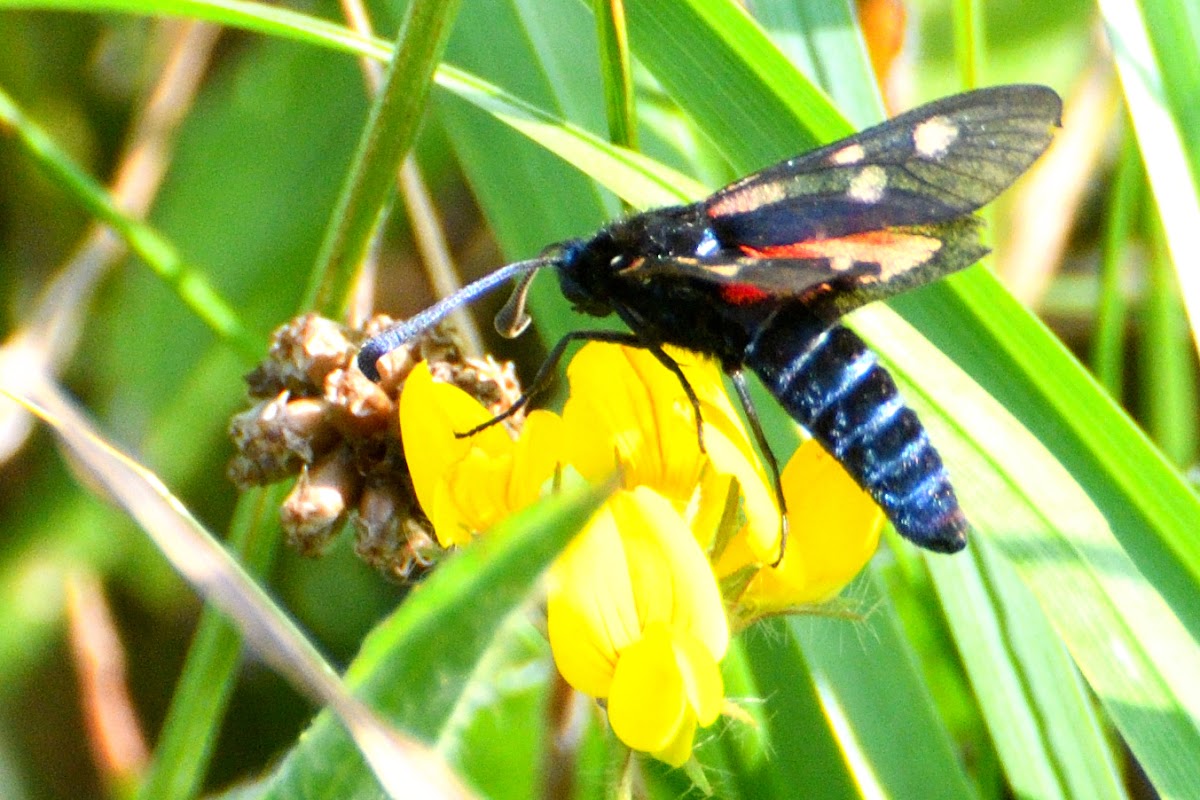 Five-spot Burnet; Gitana de cinco puntos