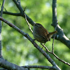 Wren