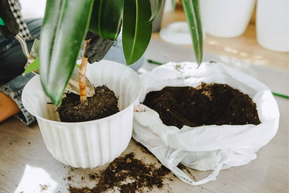 How to Use Coffee Grounds for Tomato Plants?