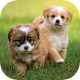 Puppy Wallpapers HD Download on Windows