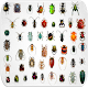 Download Insects sounds For PC Windows and Mac 7.54.2