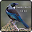 pássaro mestre tui tui Download on Windows