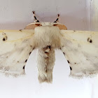 White Silk Moth