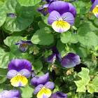 Wild Pansy