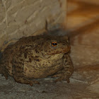 European toad