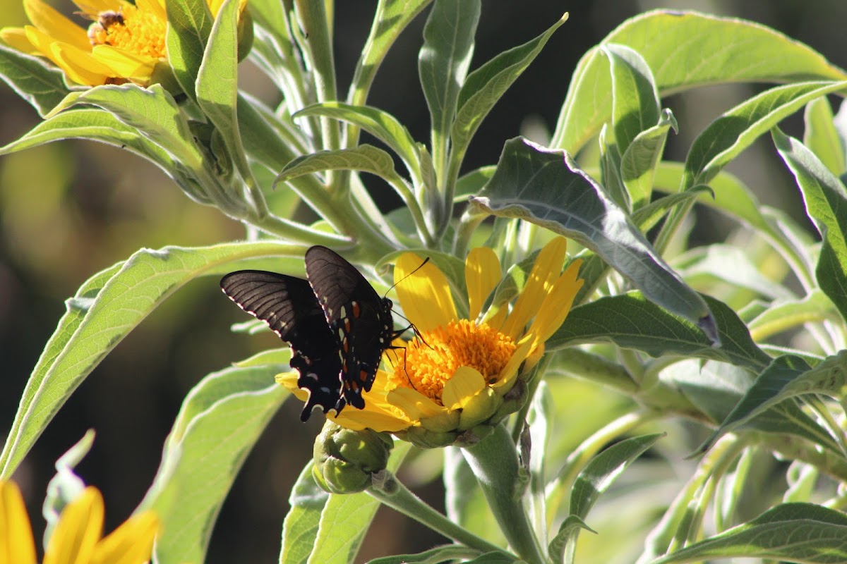 Pipevine swallowtail