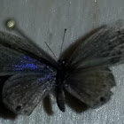 reakirt's blue butterfly