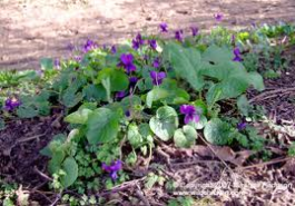 viola odorata