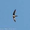 Alpine Swift; Vencejo Real