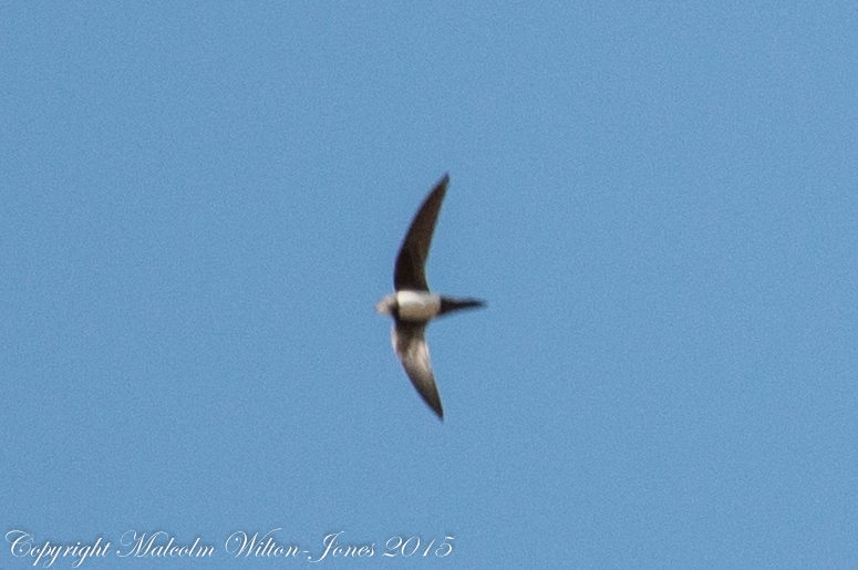 Alpine Swift; Vencejo Real