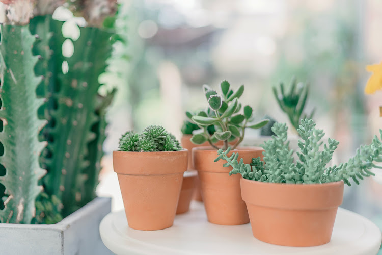 Succulents in terracotta pants.