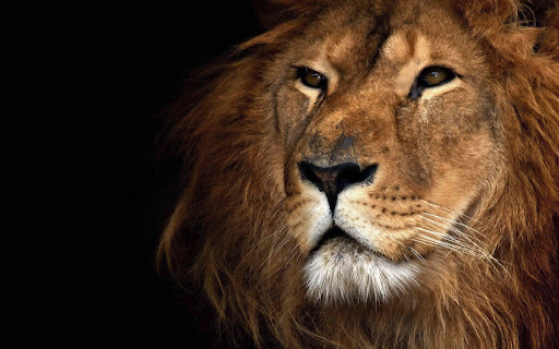 Majestic Lion Gazes with Piercing Eyes At screenshot 2