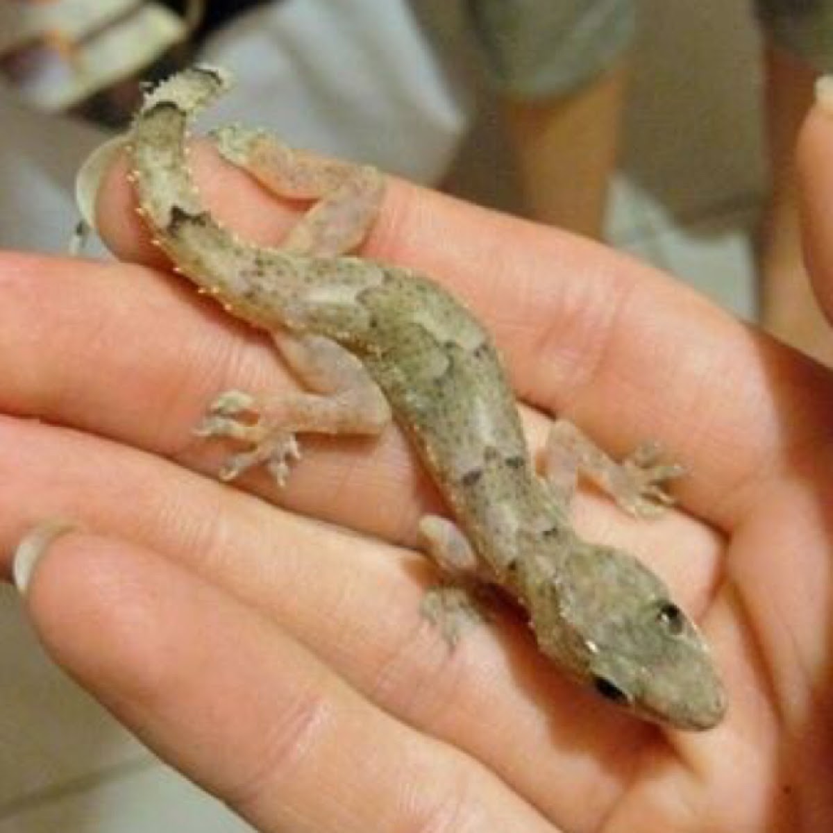 Tropical House Gecko