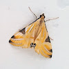 Spider Grass Moth