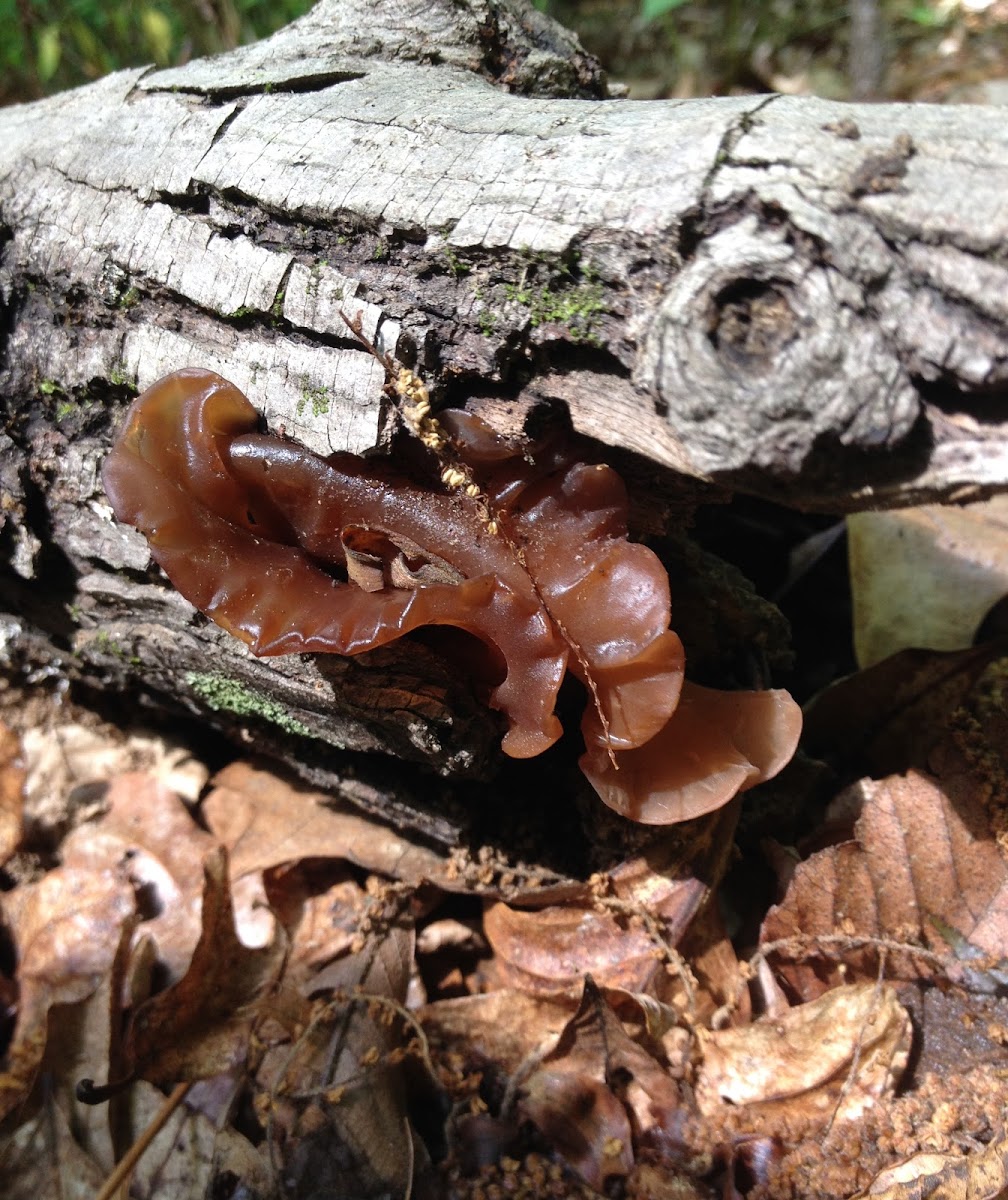 Leafy Jelly Fungus