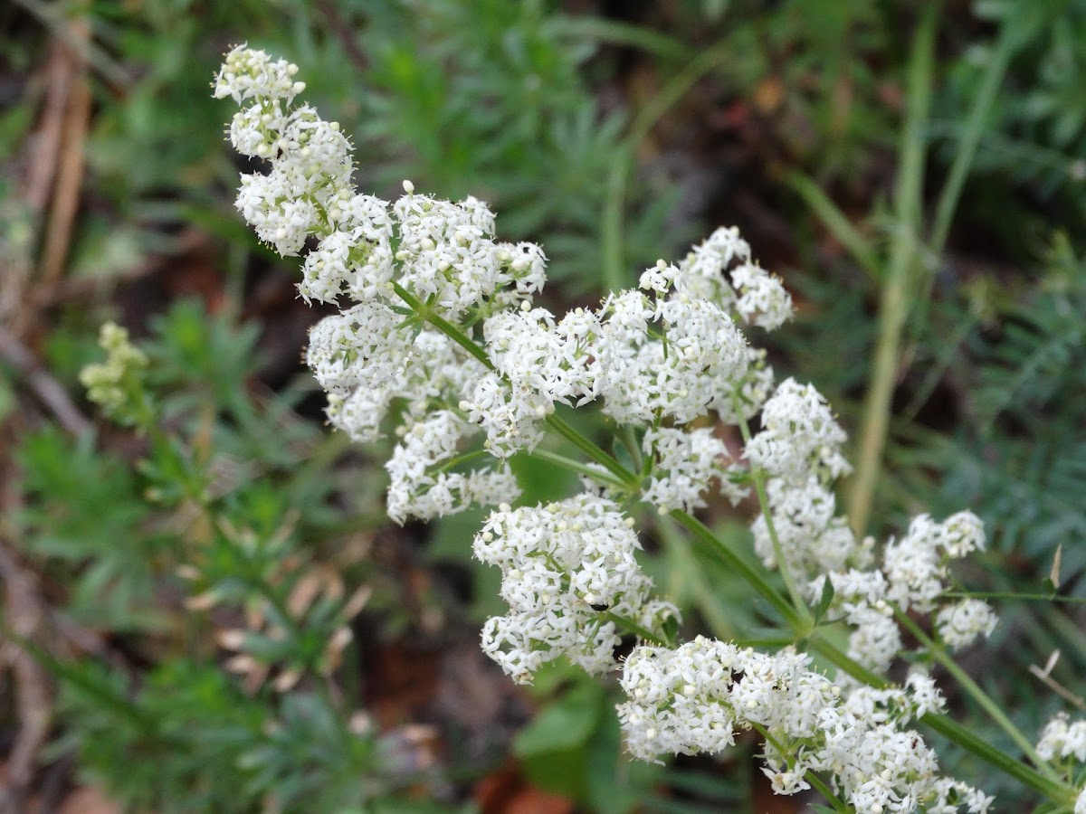 Bedstraw