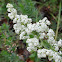 Bedstraw