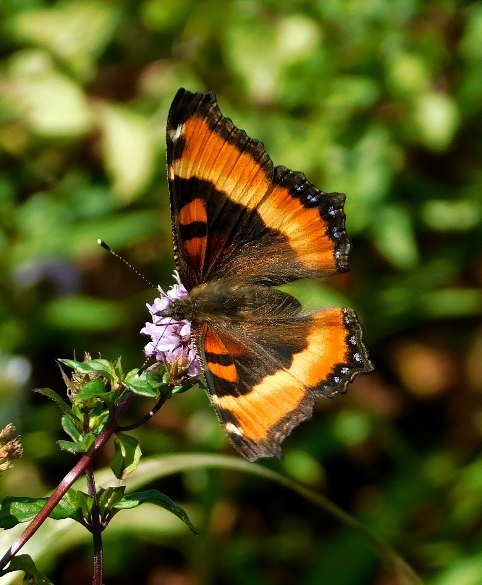 Milbert's Tortoiseshell