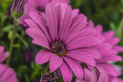 Petali viola al sole di fabiodalessio88