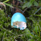 Robin's eggshell