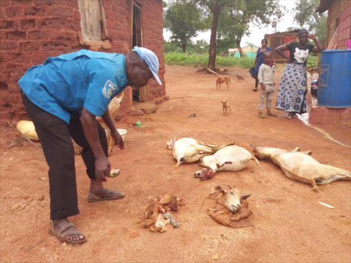A farmer looks at three of her goats killed by a hyena. 14 more goats were killed in the same area in different families. / Lydia Ngoolo.