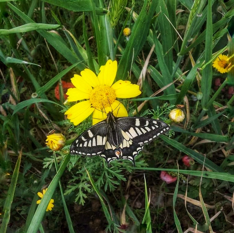 Butterfly di Steph