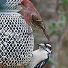 House sparrow