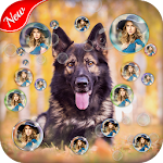 Cover Image of ดาวน์โหลด German Shepherd Bubble Live Wallpaper 1.0 APK