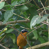 White browed Robin Chat