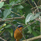 White browed Robin Chat