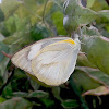 Striped Albatross