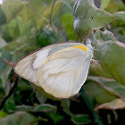 Striped Albatross